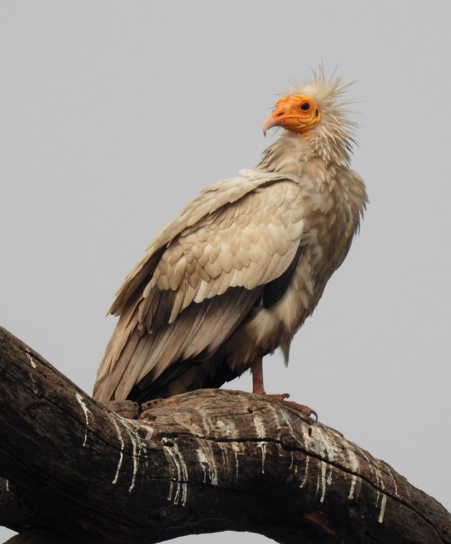 تاعى ءبىر جىل قۇسى قوسىلدى