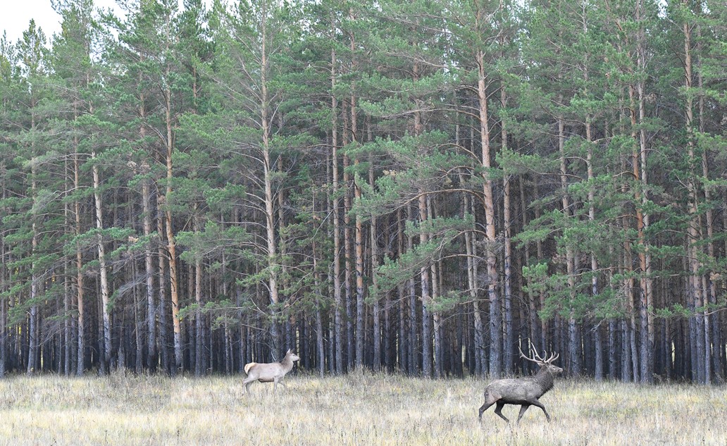 ورمانشىلار مۇددەسى ەسكەرىلسە يگى