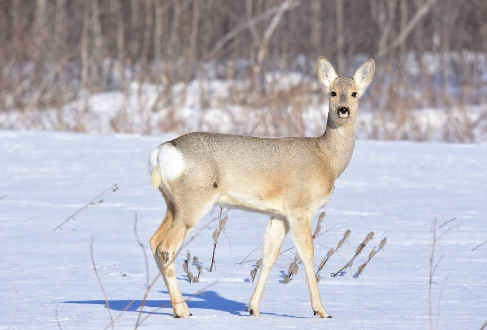 سقو-دا زاڭسىز ەلىك اۋلاعاندار قولعا ءتۇستى