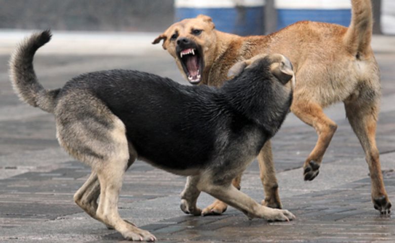 بۇرالقى يتتەر مالعا شاۋىپ جاتىر