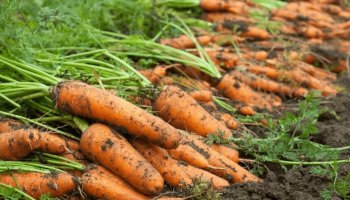 پاۆلودارلىق فەرمەرلەر سابىزدەرىن ساتا الماي وتىر