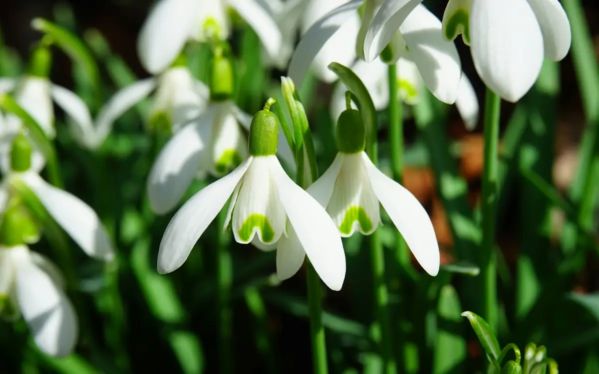 شىمكەنتتە بايشەشەك گۇلدەدى