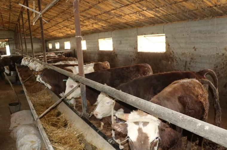 مال بورداقىلاۋدىڭ بولاشاعى