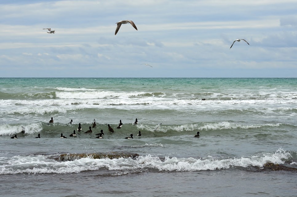 كاسپيگە قۇيار سۋ ازايىپ بارادى