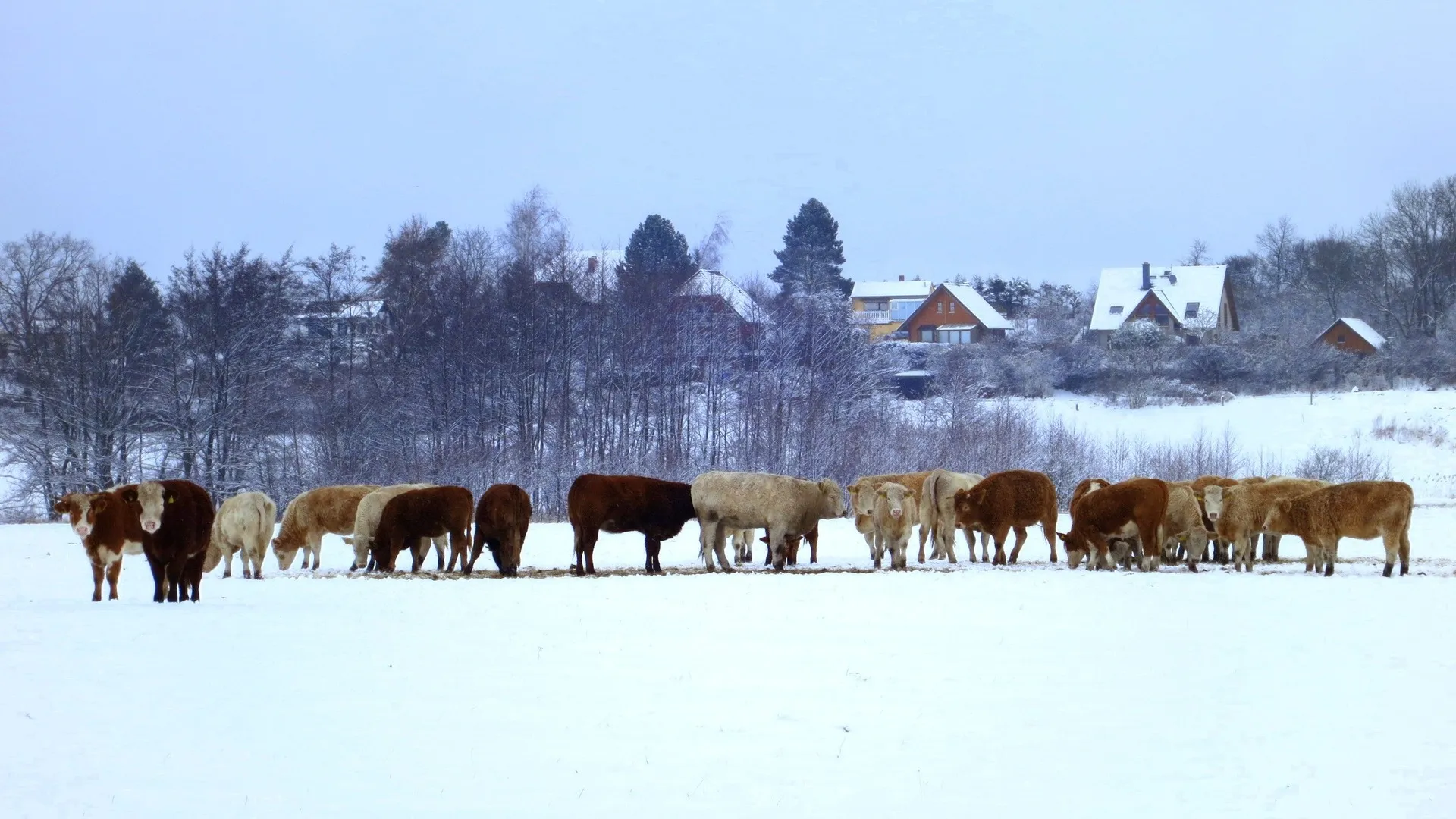 اتىراۋدا ءمۇيىزدى ءىرى قارادان قوتىر شىقتى