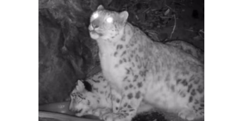 التىن-ەمەلدە قار بارىسى تىركەلدى