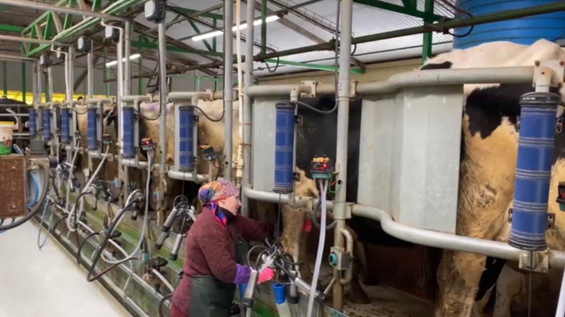 سۇبەلى ءسۇت ءونىمى