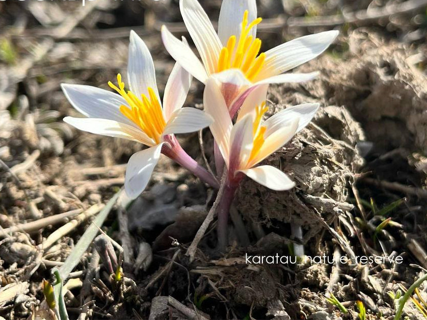 ەلدە سيرەك كەزدەسەتىن وسىمدىكتەر گۇلدەي باستادى