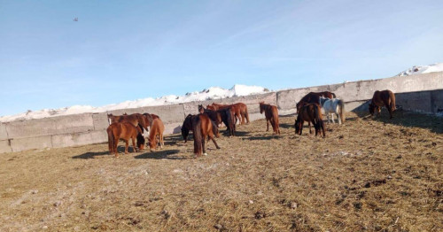 ارقالىقتا مال ۇرىلارى ۇستالدى