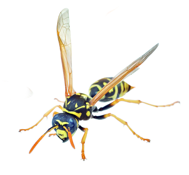 اراق ىشسە, ارا دا وڭبايدى