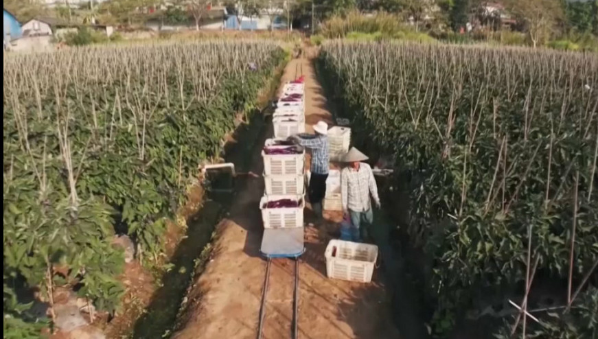 قىتايلار ەگىس القابىندا جۇرەتىن اگروپويىز جاساپ شىعاردى