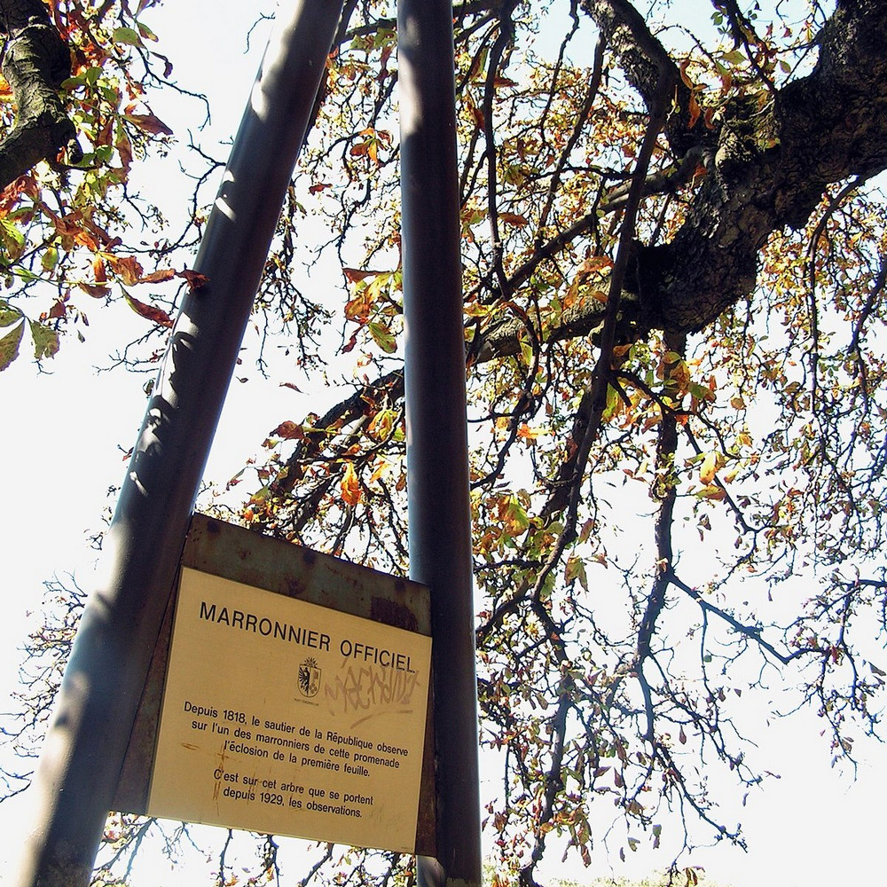 عالام عاجاپتارى: جەنەۆاداعى كوكتەم