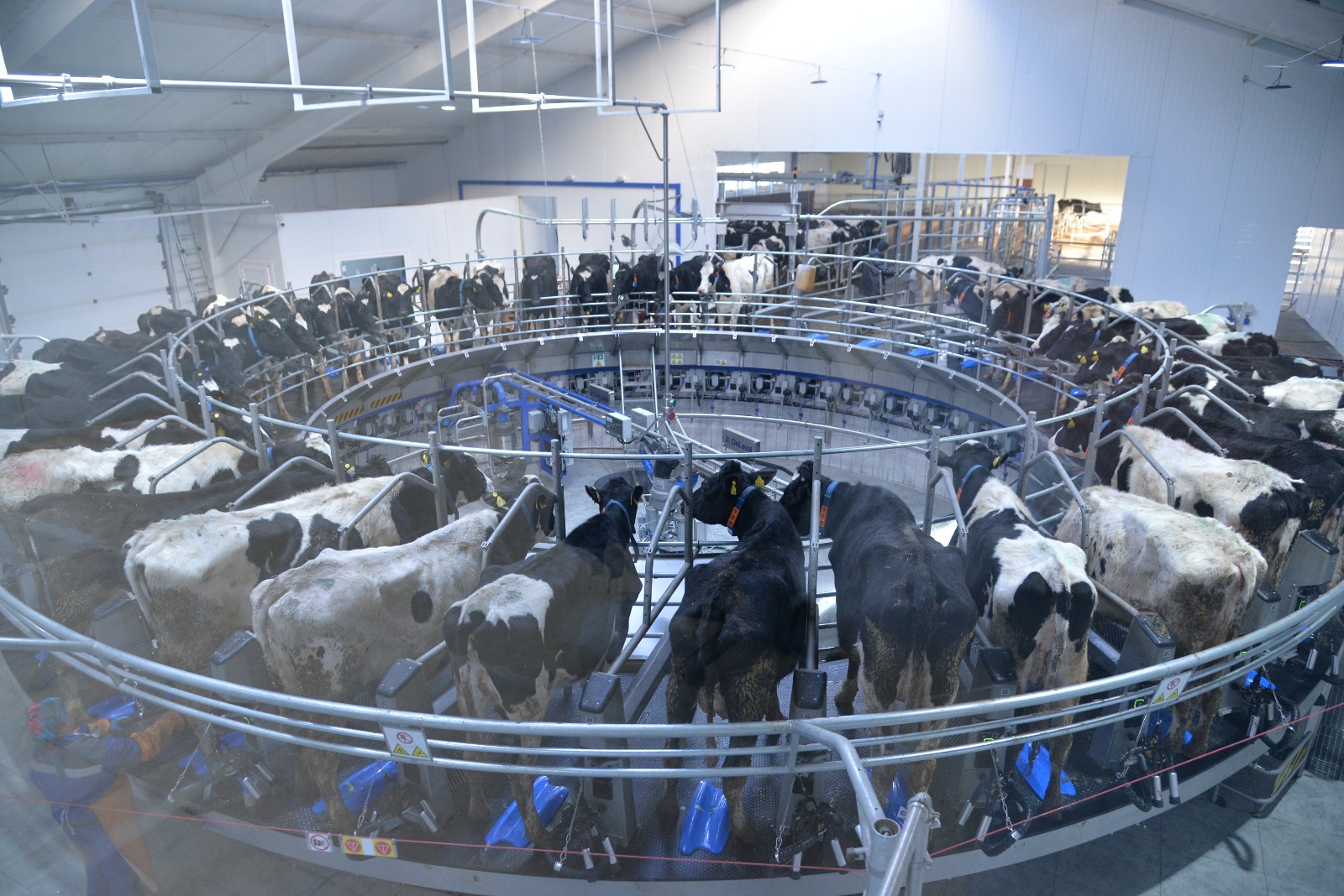 ساپالى ءسۇت ءوندىرۋدىڭ سىرى