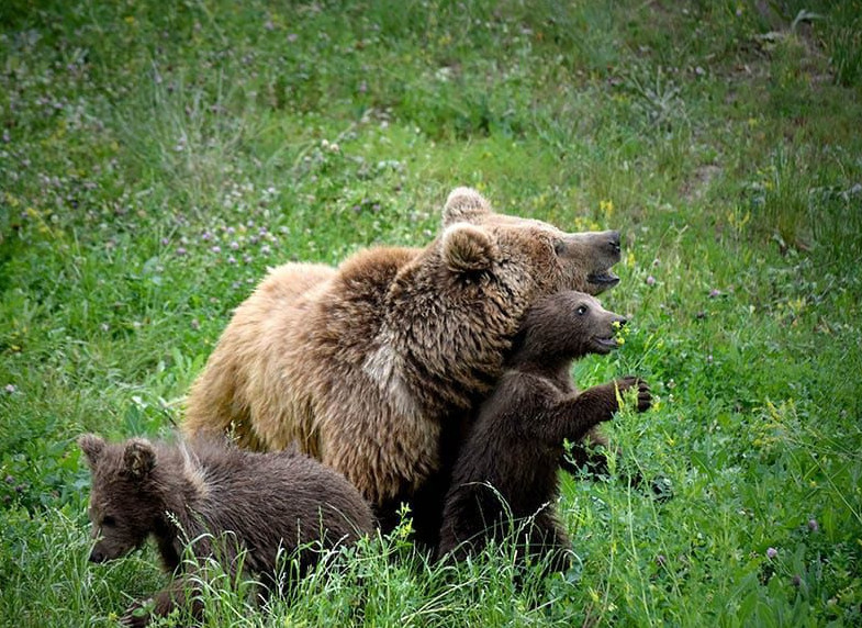 الماتىداعى حايۋاناتتار باعى جاڭا رەكورد ورناتتى