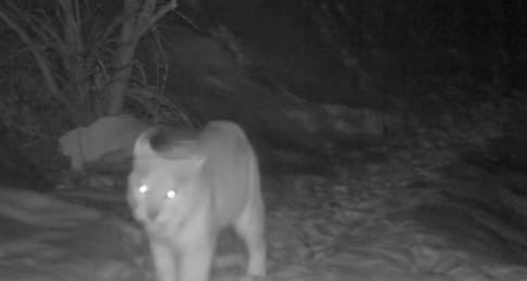 سيرەك كەزدەسەتىن جانۋارلار فوتوتۇزاققا ءىلىندى