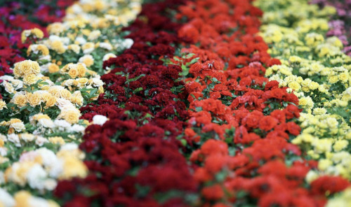 قازاقستانعا گۇل قاي ەلدەردەن جەتكىزىلەدى