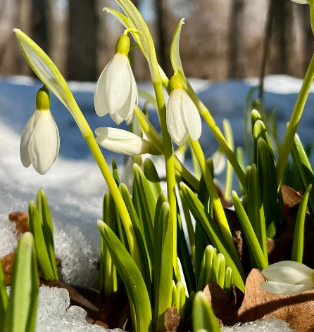 الماتىدا بايشەشەك گۇلدەدى