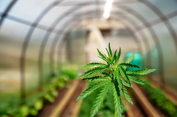 10 سوتىق جەرگە قاراسورا وسىرگەندەر ۇستالدى