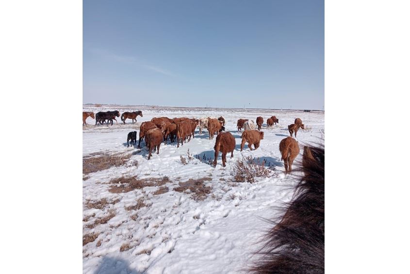 قوستاناي وبلىسىندا ءتورت ت ۇلىكتى ەۆاكۋاتسيالاۋ ءجۇرىپ جاتىر