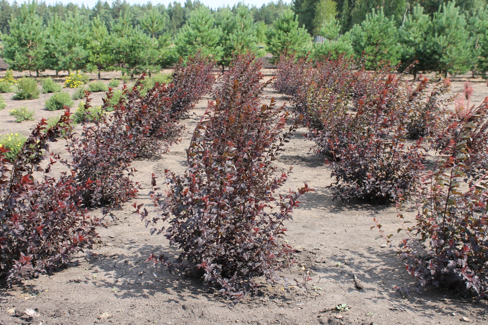 اعاش ەگۋگە دايىندىق