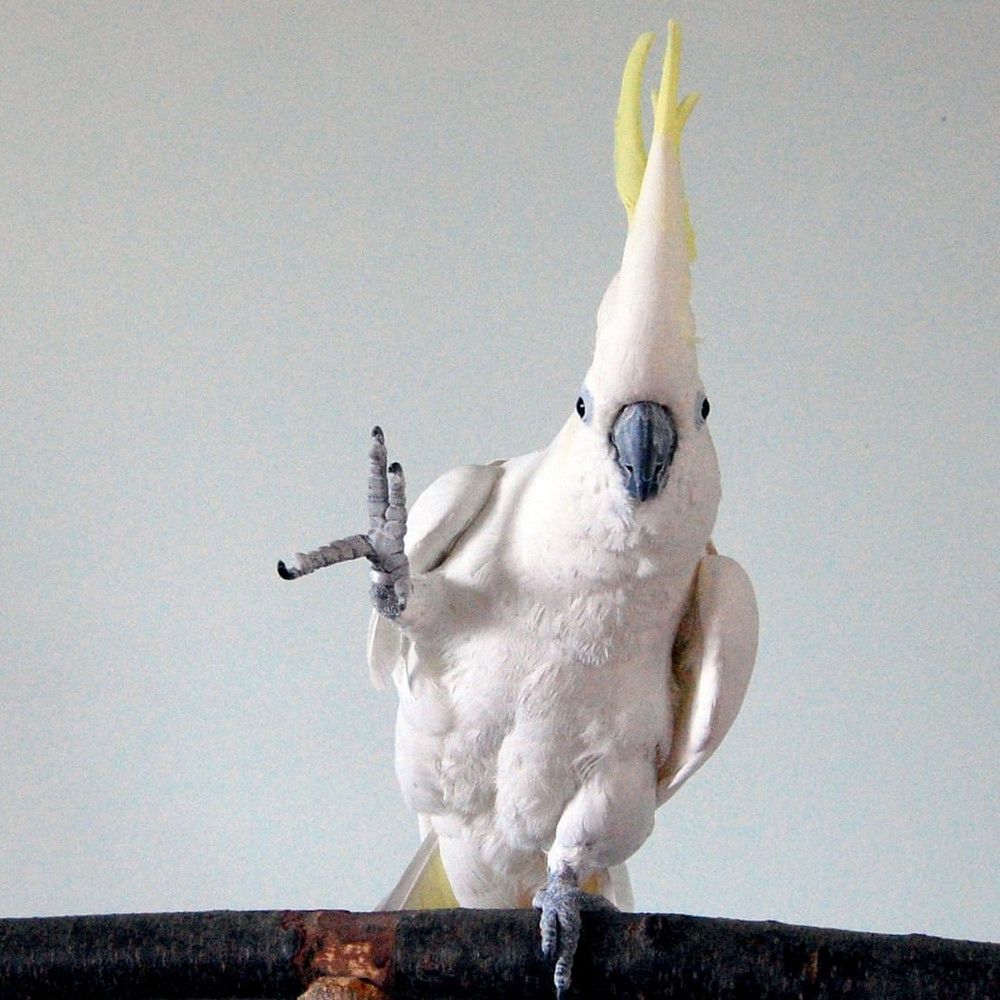 توتىقۇس تا بيلەيدى