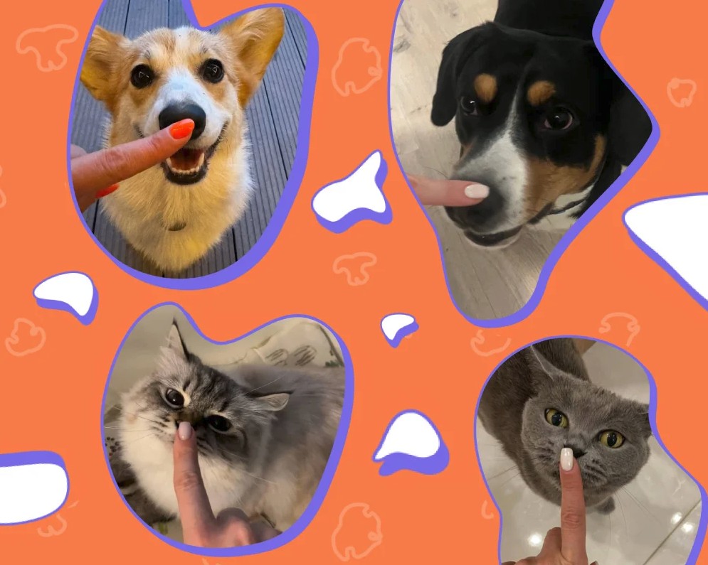 جانۋارلار جەلىسى