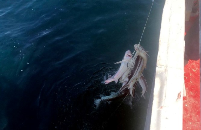 باتىستاعى ءۇش وبلىستا «بەكىرە – 2025» اكتسياسى باستالدى