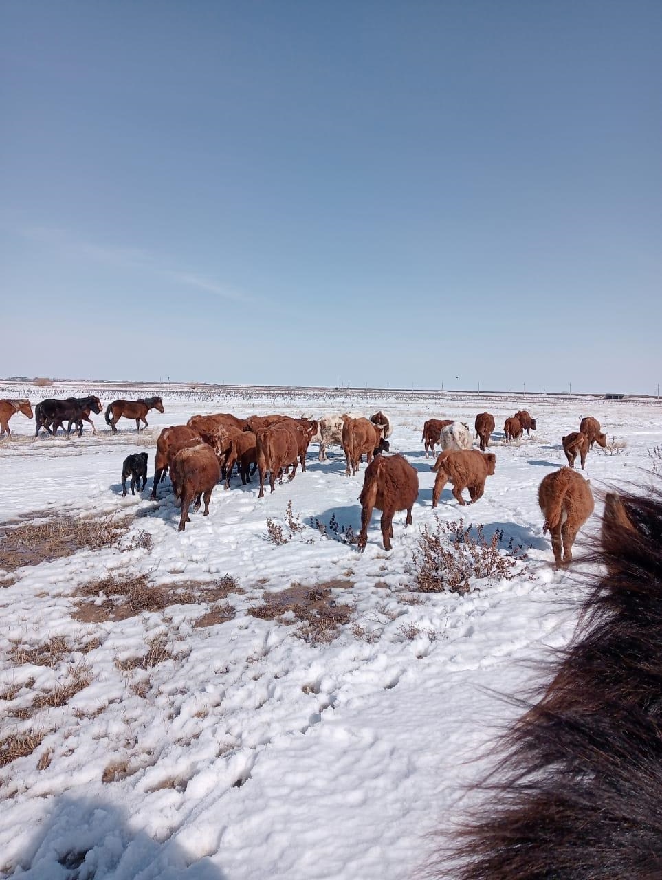 مال اماندىعىنا ءمان بەرسەك