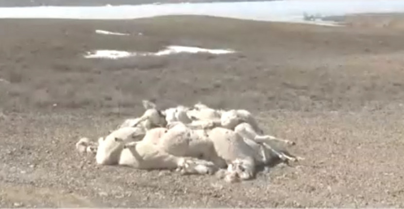 كيىكتەردىڭ وبالىن كىم كوتەرەدى؟