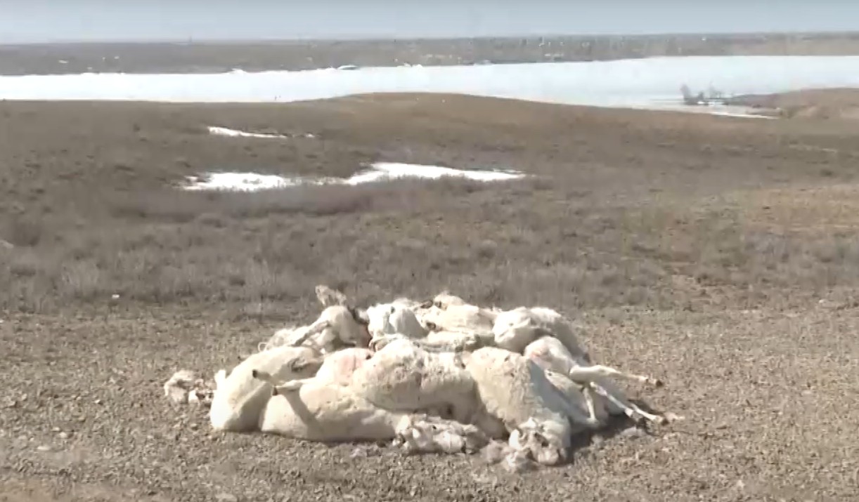 كيىك ولەكسەلەرى جويىلادى