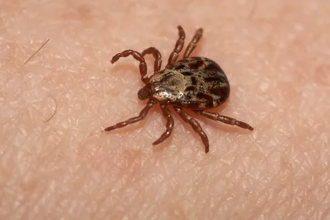 كەنەدەن كەلگەن كەساپات