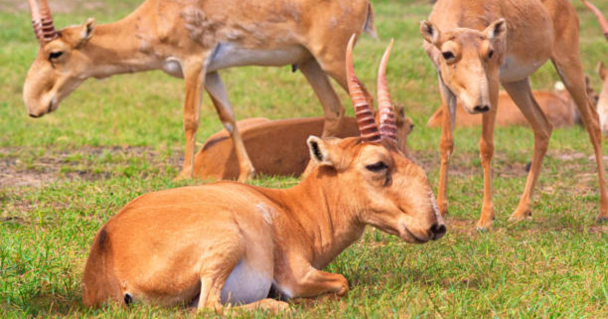 كيىك ولەكسەسىنىڭ كەڭگىر سۋىنا كەسىرى جوق