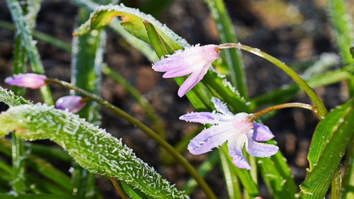 قازاقستاندا تولاسسىز جاڭبىر جاۋىپ, ۇسىك جۇرەدى