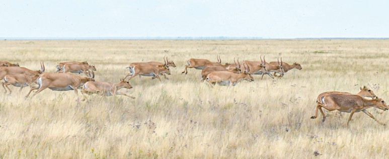 كيىك نەدەن قىرىلدى؟