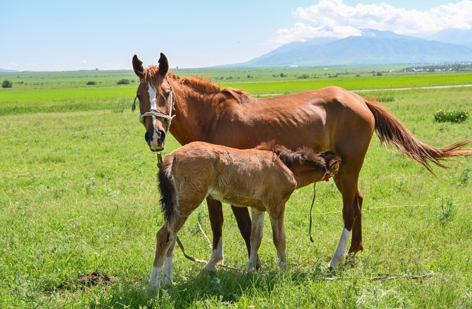 ەلدە مال باسى كوبەيىپ كەلەدى
