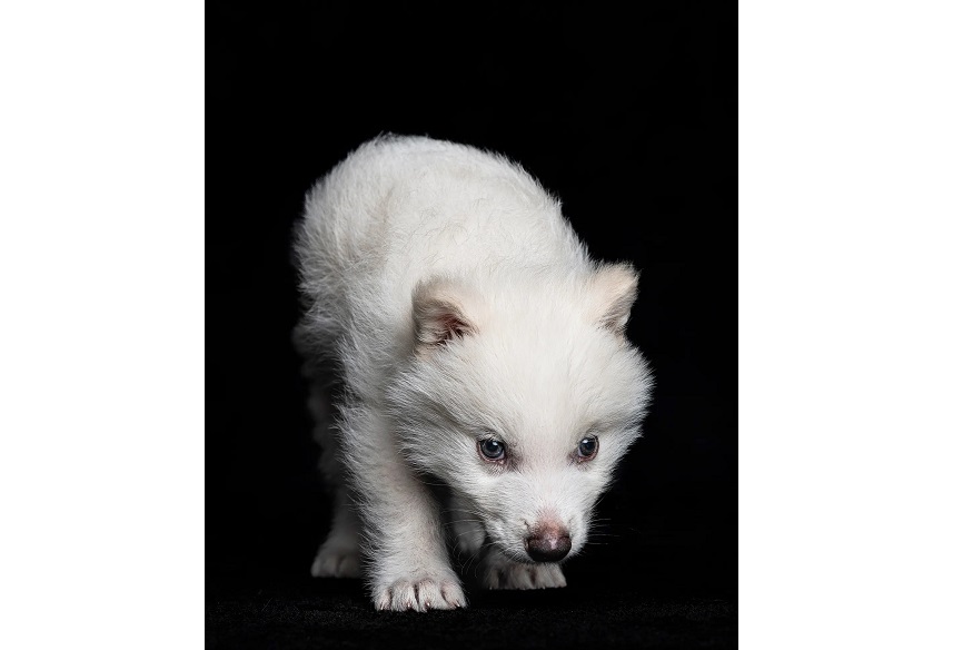 قايتا ورالعان بولتىرىك