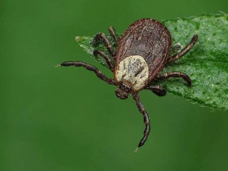 الماتىدا كەنەمەن كۇرەس ماۋسىمى باستالدى