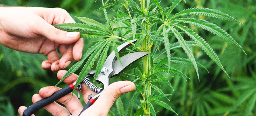 پاۆلودار وبلىسىندا ۇيىندە قاراسورا وسىرگەن ازامات ۇستالدى