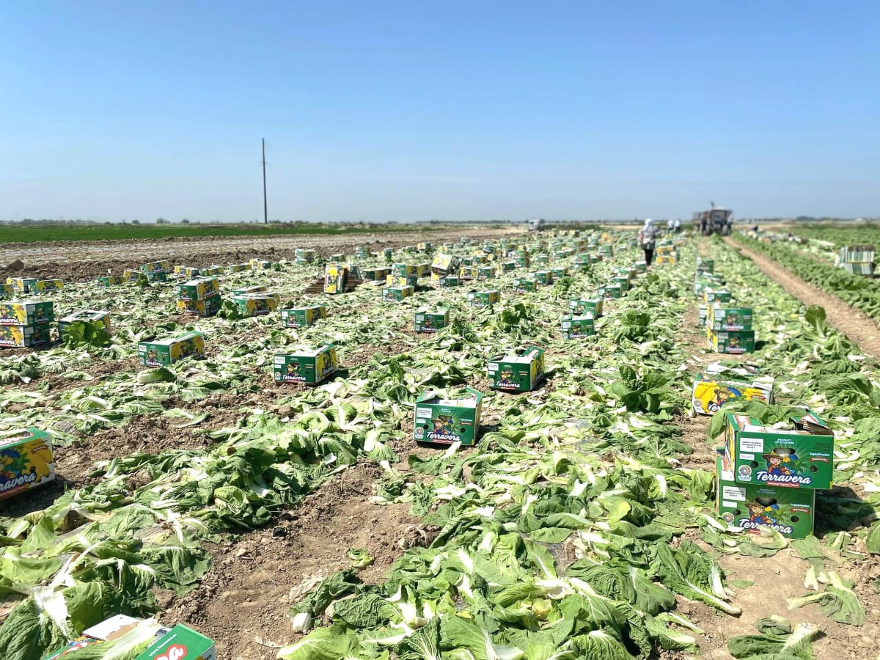 جەتىسايدىڭ قىرىققاباتى رەسەي, بەلورۋس, ەۋروپا ەلدەرىنە ەكسپورتتالادى