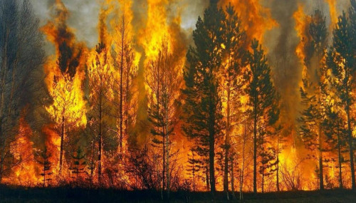 بيىل ەل اۋماعىندا 25 ورمان ءورتى تىركەلگەن