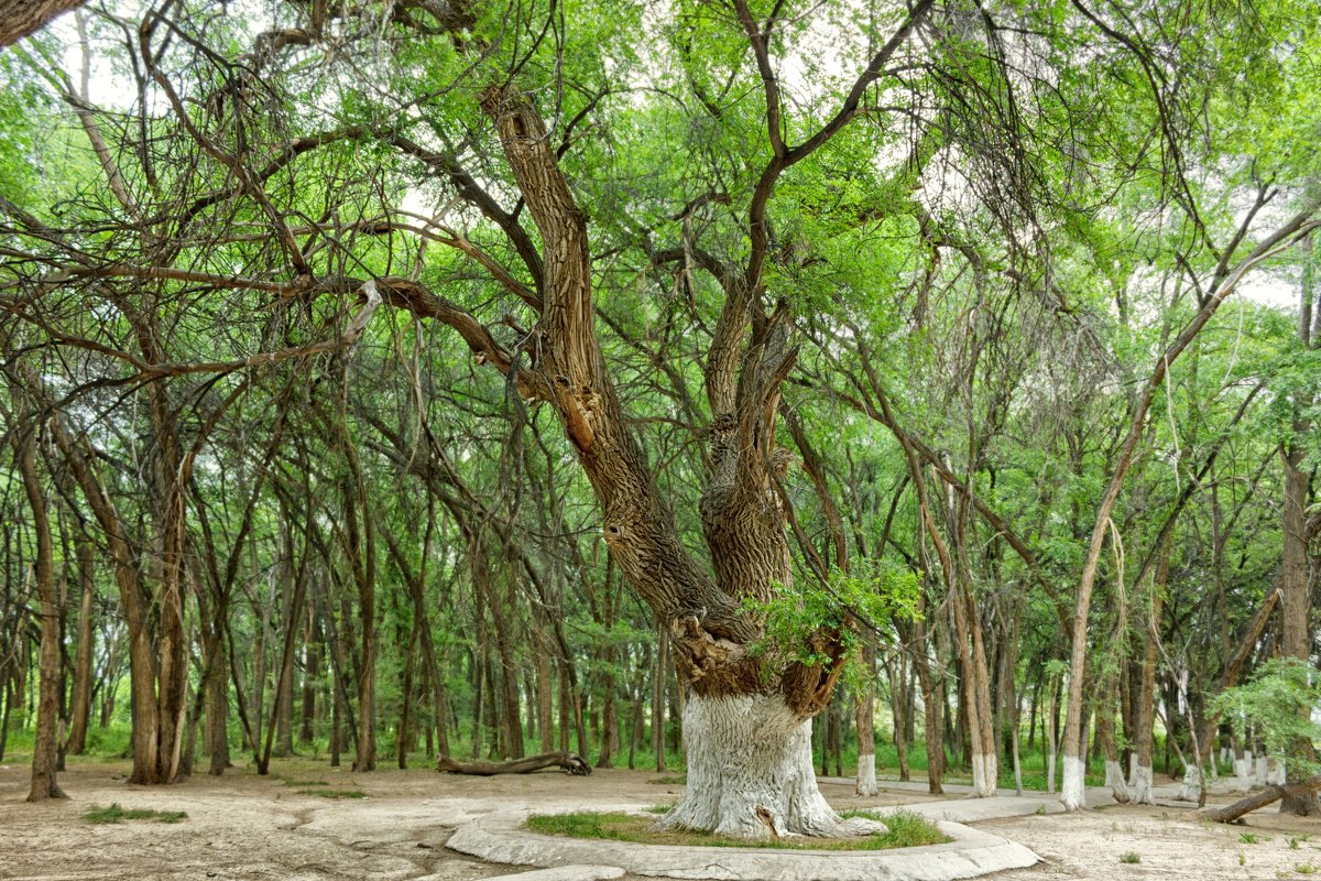 «ورمان ينتەرنەتى»