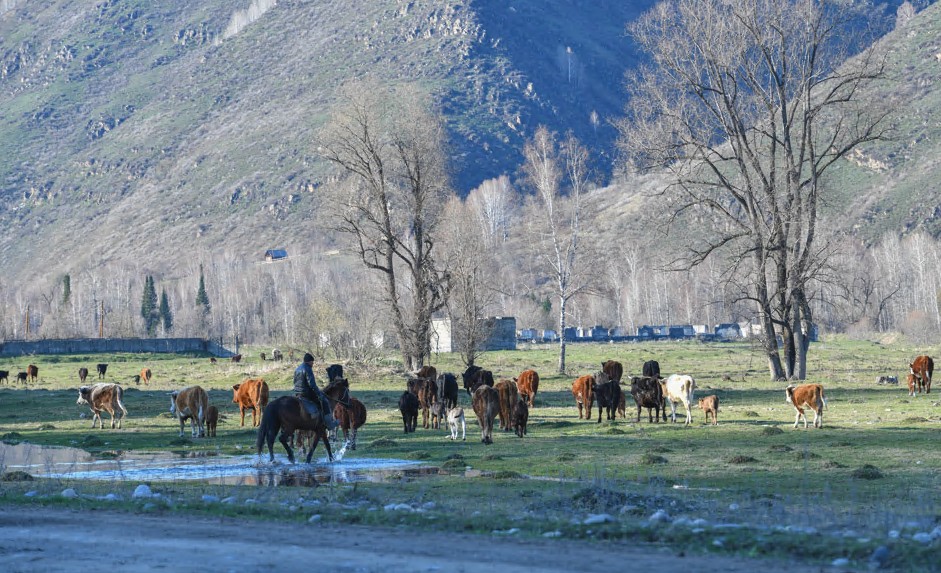 مال ۇرلىعى تىيىلماي تۇر
