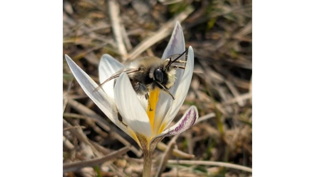 ارا, تۇكارا, ارەنە جاندىكتەرىنىڭ نەشە ءتۇرى بار