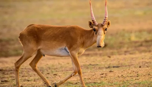 كيىكتىڭ سانىن اتپاي-اق رەتتەۋگە بولادى - دەپۋتات