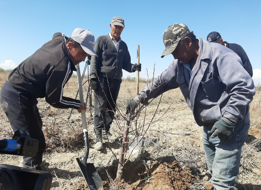 سارى ورىككە سۇرانىس جوعارى