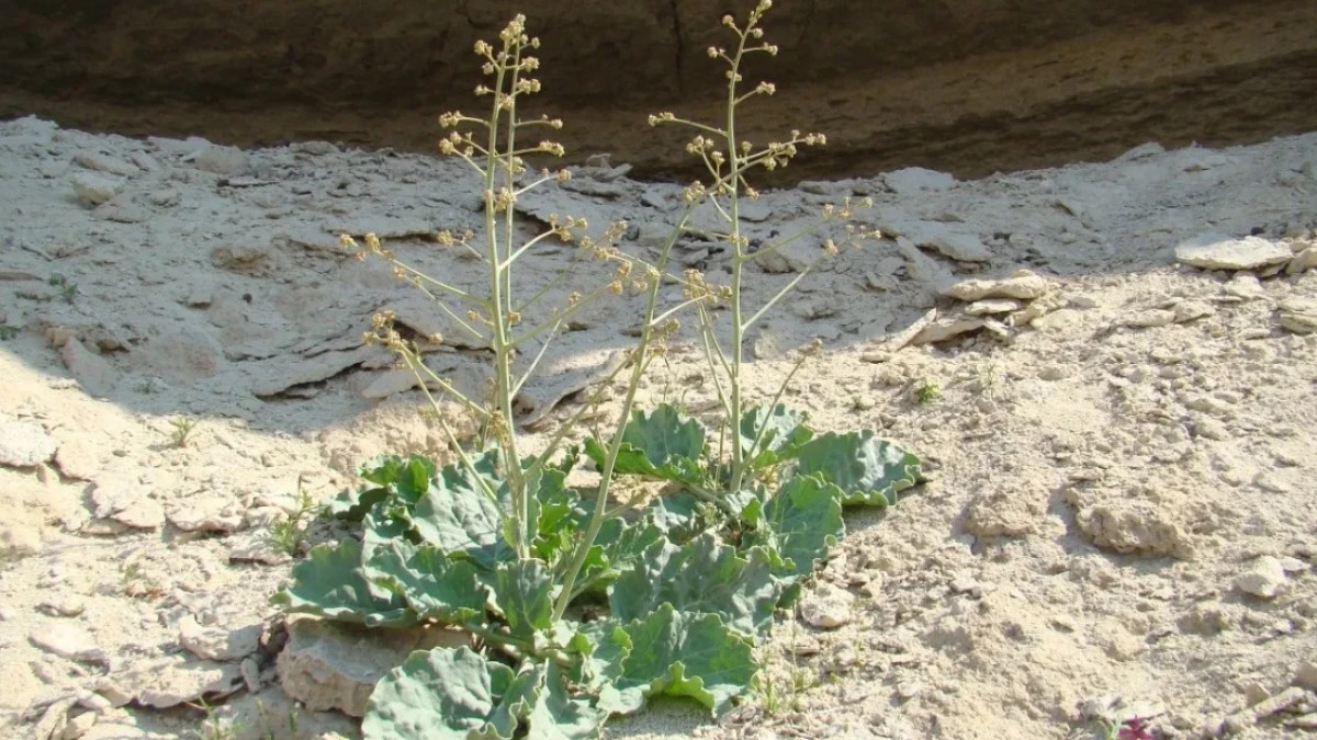 ماڭعىستاۋ وبلىسىندا ەرەكشە وسىمدىك تابىلدى