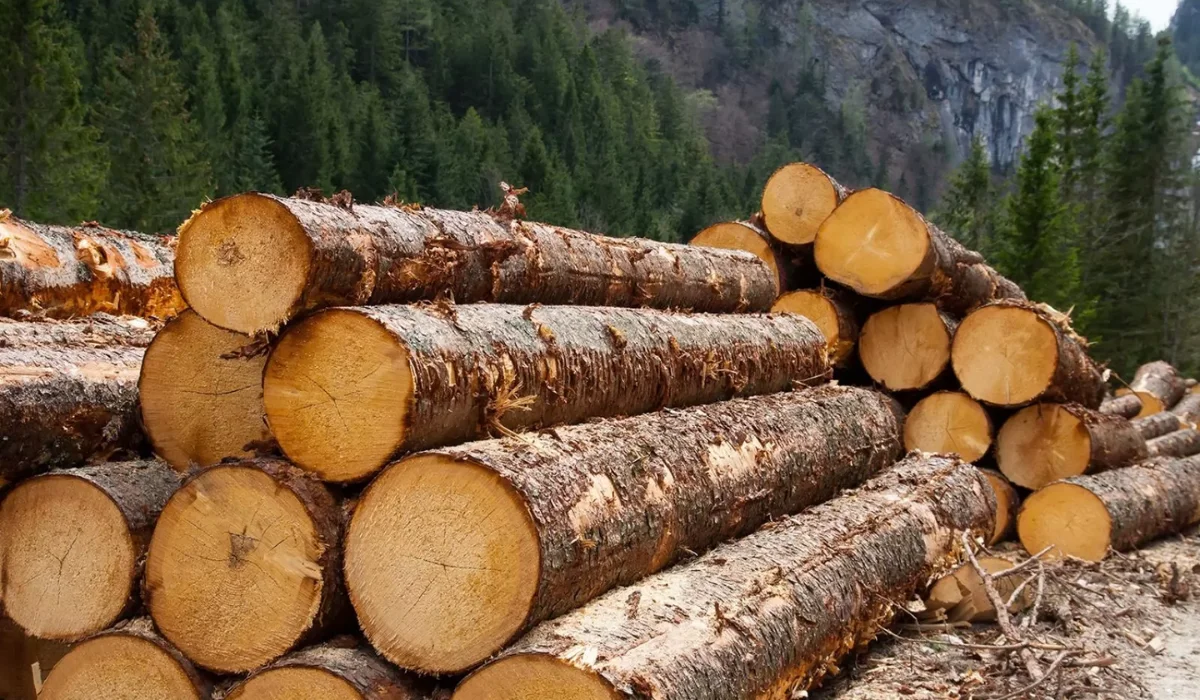 «ەرتىس ورمانى» رەزەرۆاتىنىڭ بۇرىنعى باسشىسى 12 جىلعا سوتتالدى