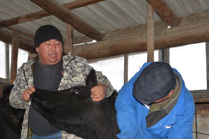 جانۋارلاردى  قاۋىپتى اۋرۋلارعا قارسى ۆاكتسيناتسيالاۋ باستالدى