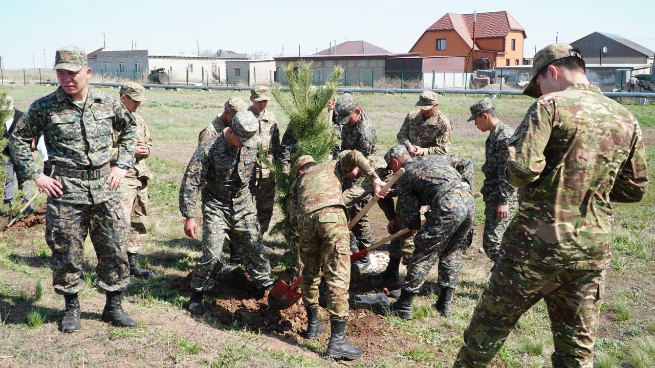 اقمولادا جىل باسىنان بەرى 2,3 ميلليون دانا كوشەت وتىرعىزىلدى