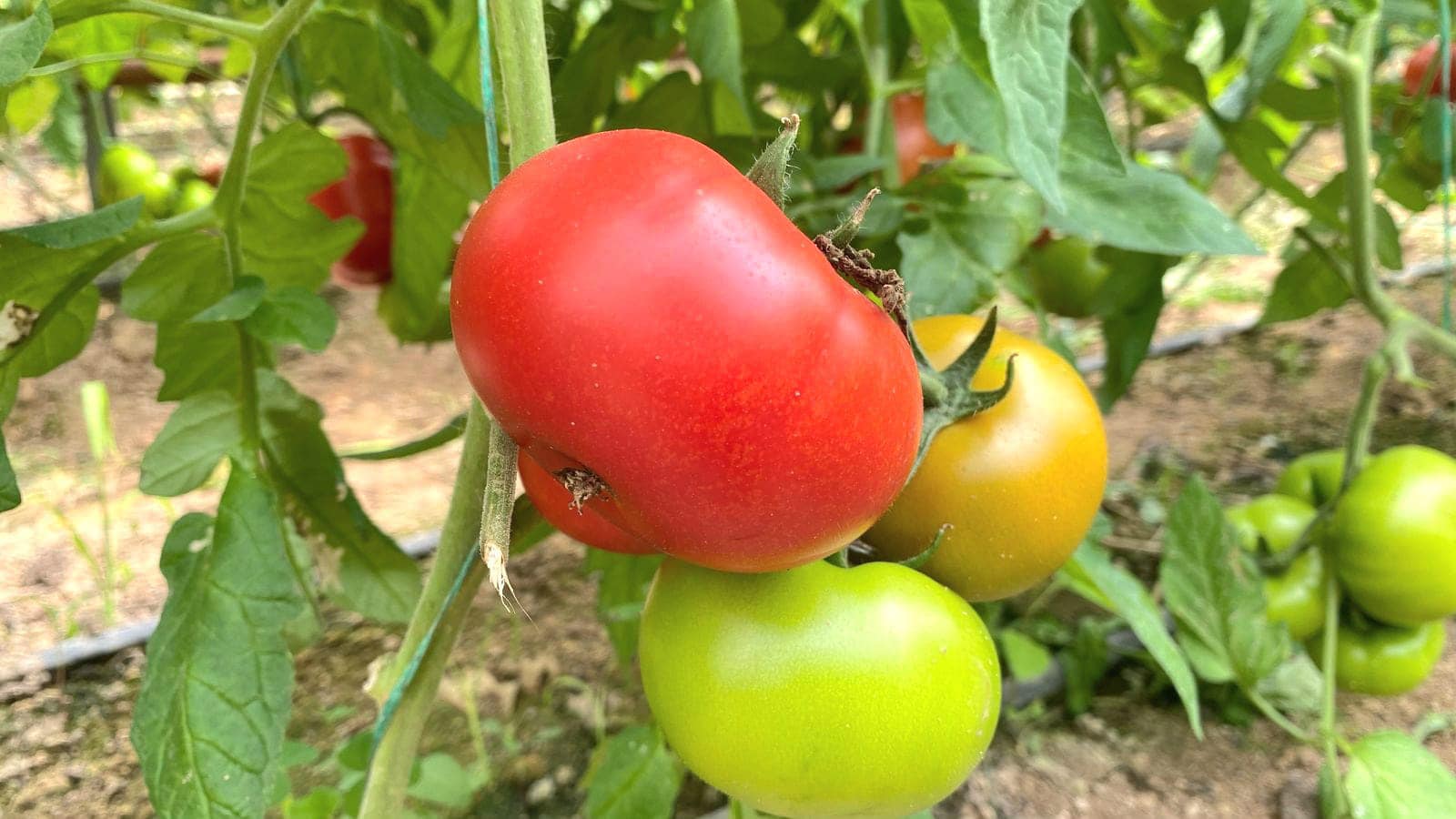 10 ملن تابىسقا شىقتى: جەتىسايلىق شارۋا ءبىر القاپتان جىلىنا 2 ءونىم الىپ وتىر